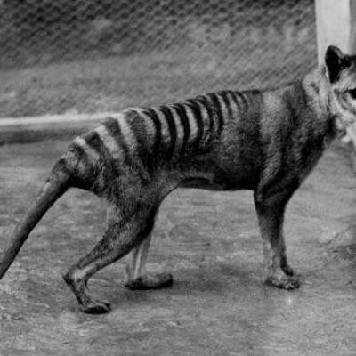 The shared evolution of the Tasmanian tiger and the wolf