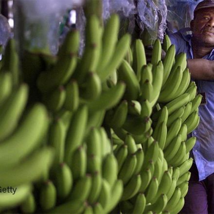 Alarm as devastating banana fungus reaches the Americas