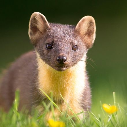 First signs of success in bid to reintroduce pine martens to England
