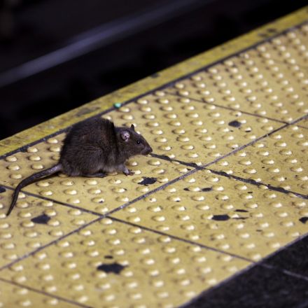 Starving, angry and cannibalistic: America's rats are getting desperate amid coronavirus pandemic