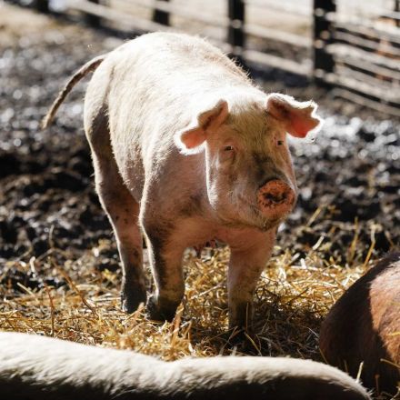 Biden sides with pork industry in fight over California law setting standards for animal cages