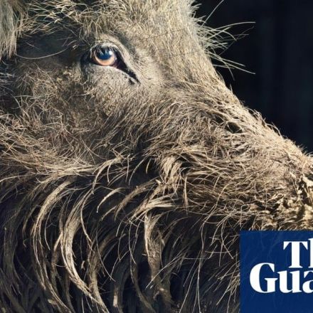 Boar wars: how wild hogs are trashing European cities