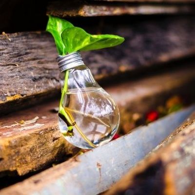Researchers discovered a way to generate electricity from plants to power LED light bulbs