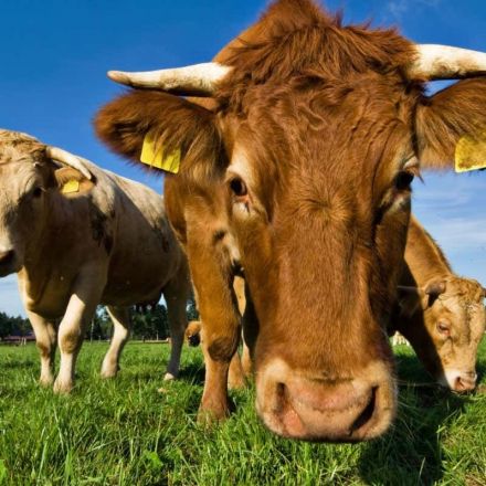 Personal lubricant made from cow mucus may protect against HIV