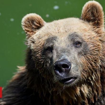 Rare brown bear dies in capture operation