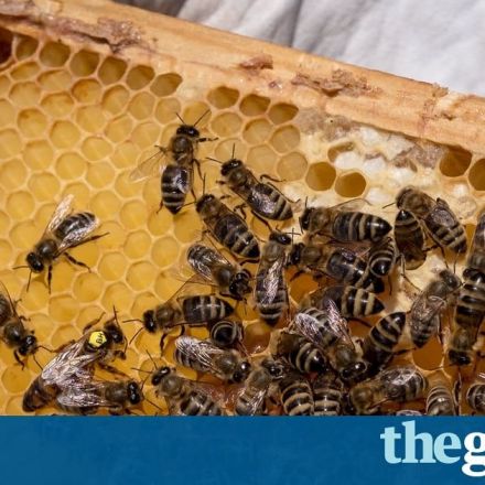 Rustler steals 40,000 bees in Britain's biggest hive heist in years