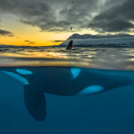 Orca 'apocalypse': half of killer whales doomed to die from pollution