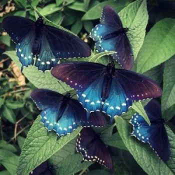 How One Man Singlehandedly Repopulated a Rare Butterfly Species in His Backyard