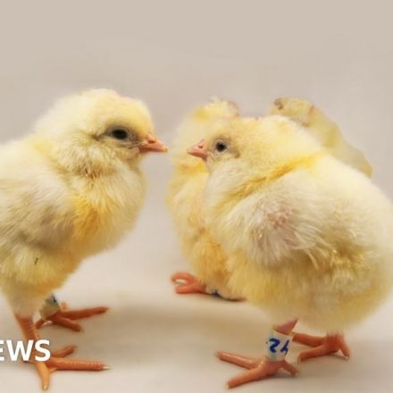 Gene-edited hens may end cull of billions of chicks