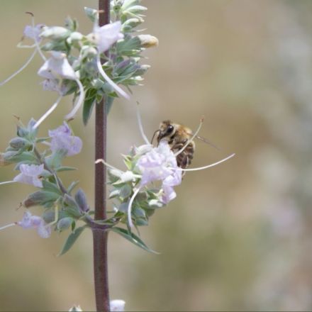 Flowers pollinated by honeybees make lower-quality seeds