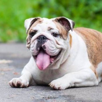 Trade Me bans sale of pugs, British bulldogs, French bulldogs over health concerns