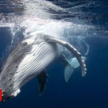 Could the ban on killing whales end?