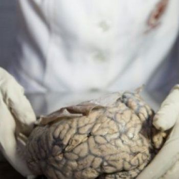 New brain cells in the old? Study stokes debate