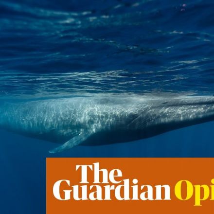 The killing of a blue whale reveals how disconnected we are from nature