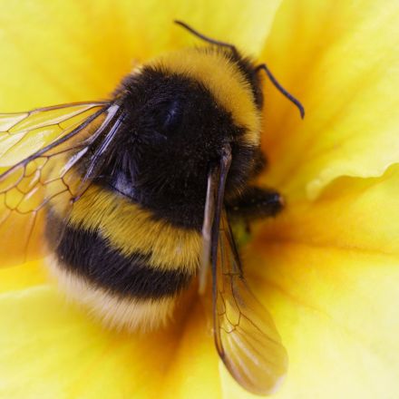 Bumble bees give up sleep to care for young, even when they're not their own