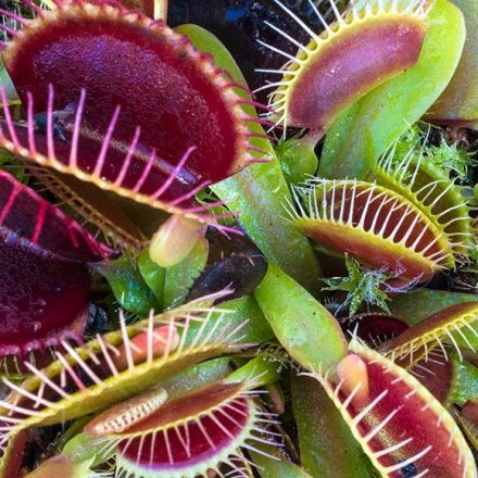 How Venus flytraps store short-term ‘memories’ of prey