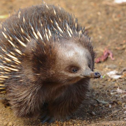 Why the Echidna is Australia's Most Delightfully Different Mammal