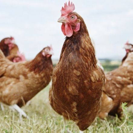 Two poultry workers test positive for bird flu