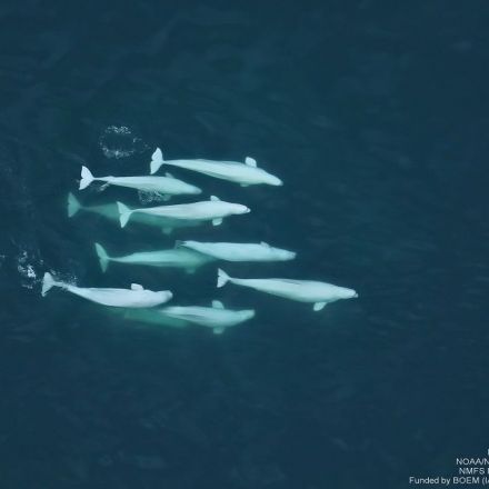 Like Humans, Beluga Whales Form Social Networks Beyond Family Ties