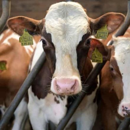 UN criticised over statement on overuse of antibiotics in farming