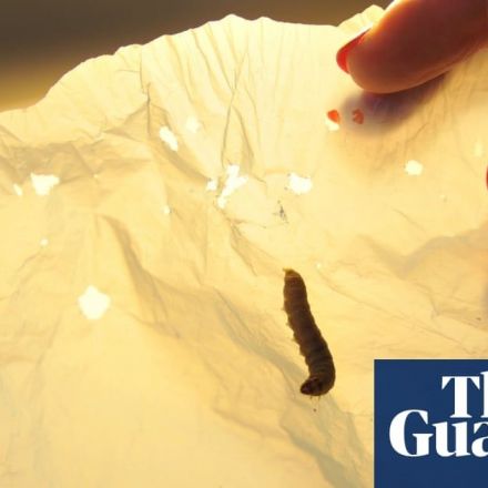 Wax worm saliva rapidly breaks down plastic bags, scientists discover