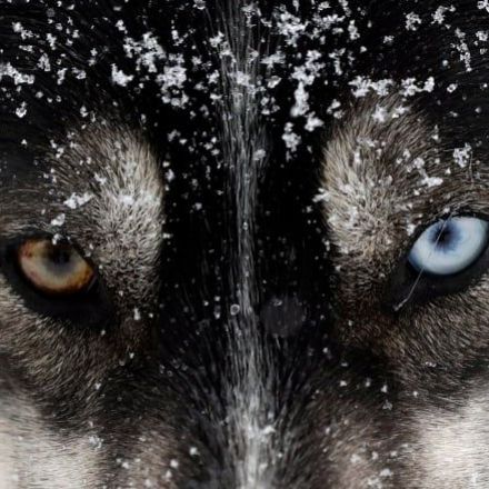 Researchers map DNA from ice-age wolves in bid to trace origin of dogs