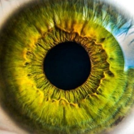 Hundreds of genes that play a crucial role in eye development and disease identified