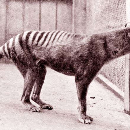 Australian Scientists Plan to Resurrect the Extinct Tasmanian Tiger
