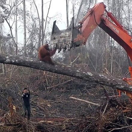 Palm oil ‘disastrous’ for wildlife but here to stay, experts warn