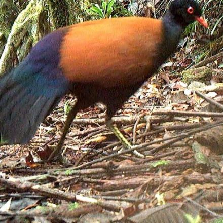 ‘Like Finding a Unicorn’: Researchers Rediscover the Black-Naped Pheasant-Pigeon, a Bird Lost to Science for 140 Years