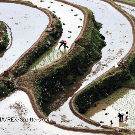 Millions of Chinese farmers reap benefits of huge crop experiment