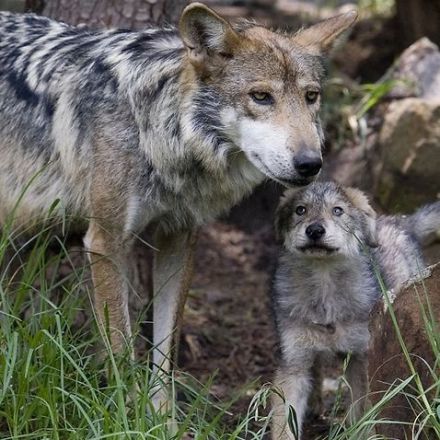 Wild wolf found in Belgium for first time in more than 100 years