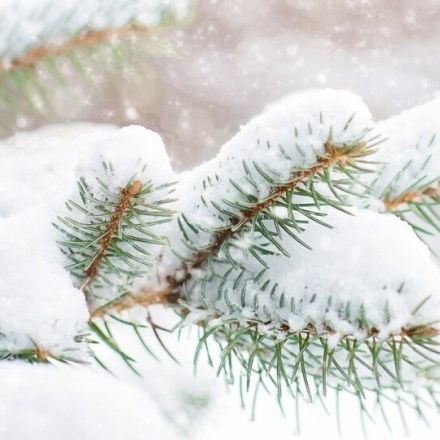 Researchers Discover Novel Molecular Mechanism That Enables Conifers to Adapt to Winter