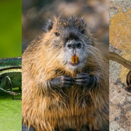 6 weird invasive species wreaking havoc in the US, from self-cloning ticks to 20-pound rodents with orange teeth
