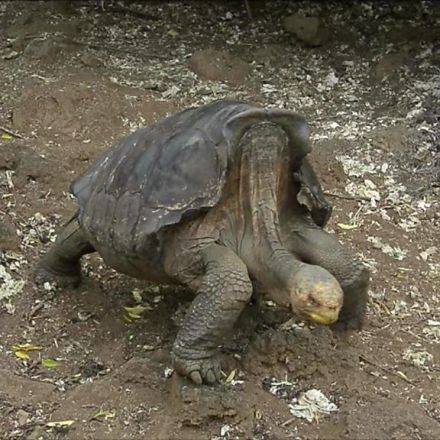 Species-saving tortoise returns to Galápagos