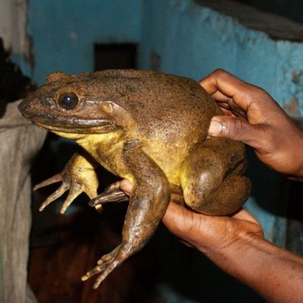 Enormous frogs heave rocks to build tadpole ‘nests’