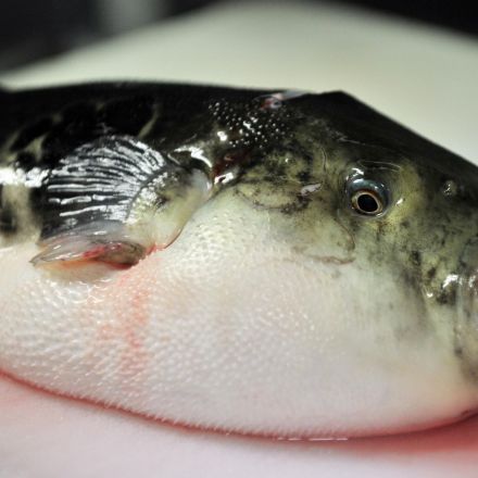 Japanese city placed on high alert after supermarket sold fish more poisonous than cyanide