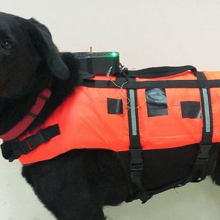 Scientists Invent Haptic Vest to Control Dogs Remotely