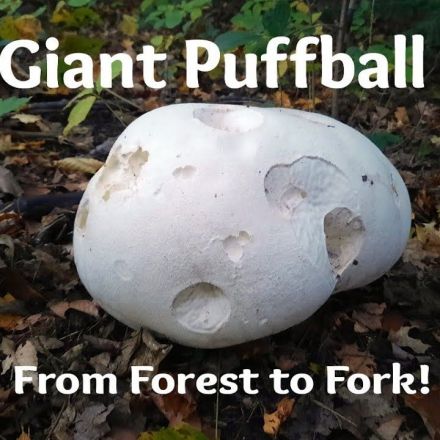 Giant Puffball Forest to Fork