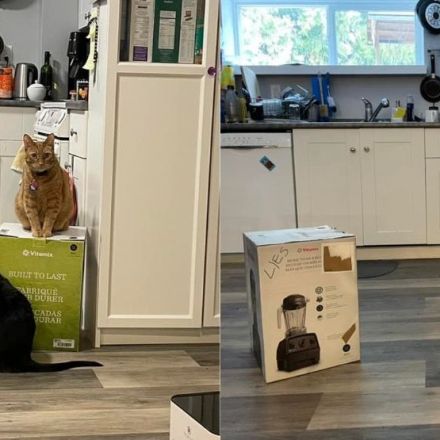 BC cats hold blender hostage during weeks long standoff with owners