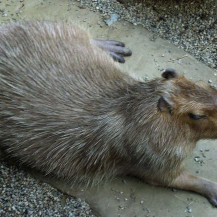 Capybaras are considered fish: Good news for everyone observing Lent