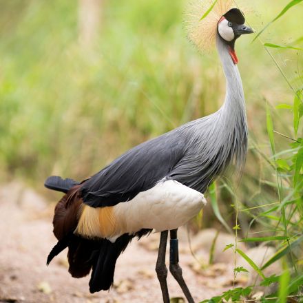 Rwandan conservationist helps to save hundreds of cranes