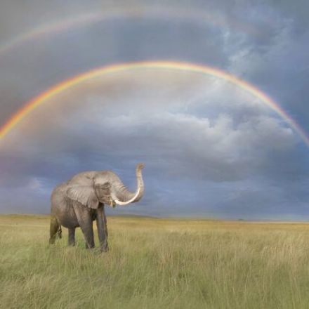 Wildlife photographer captures a beautiful image of an elephant in front of a double rainbow