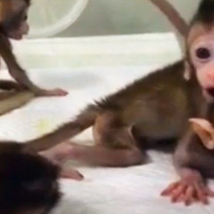 Chinese Scientists Have Cloned a Genetically Altered Primate For The First Time