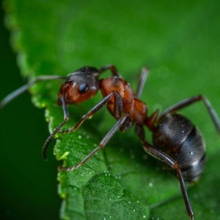 How Insulin Helped Create Ant Societies