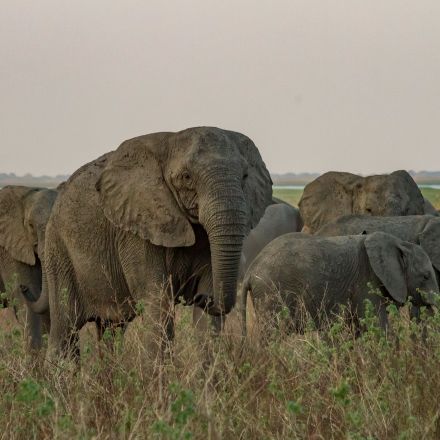 Under poaching pressure, elephants are evolving to lose their tusks