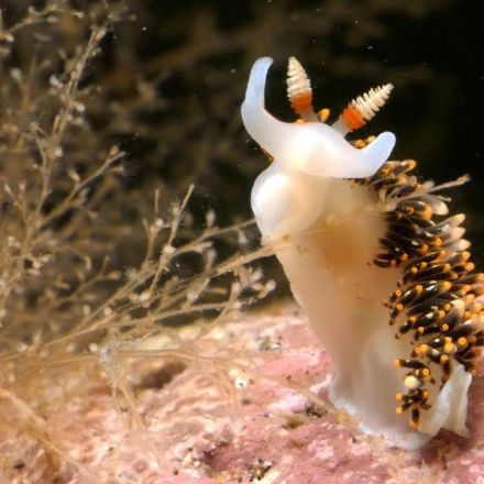 This Adorable Sea Slug is a Sneaky Little Thief