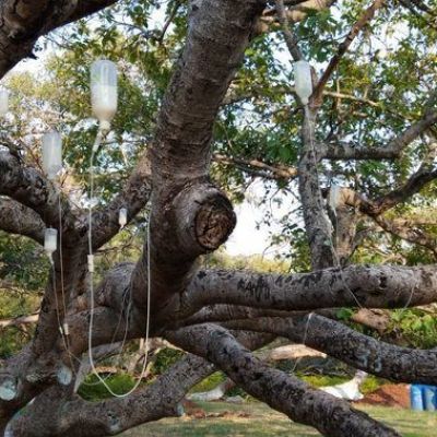 A Dying 700-Year-Old Banyan Tree Was Brought Back to Life With an IV
