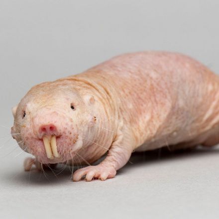 Naked mole rats defy the biological law of aging