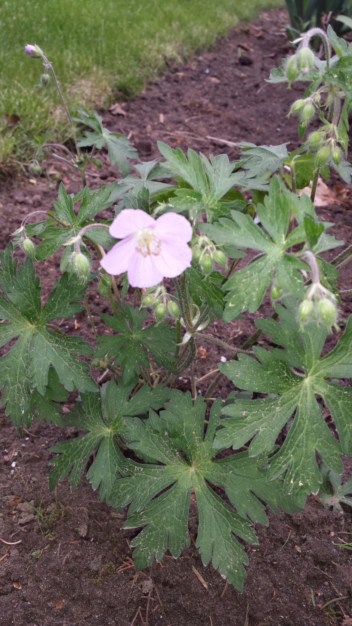 Wild Geranium